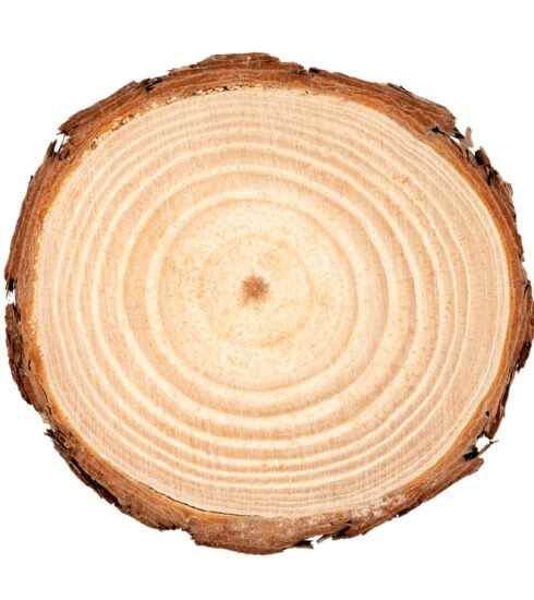 Bild eines durchgesägten Baumes: Baumscheibe mit Jahresringen. Foto: elements.envato.com / alexstand